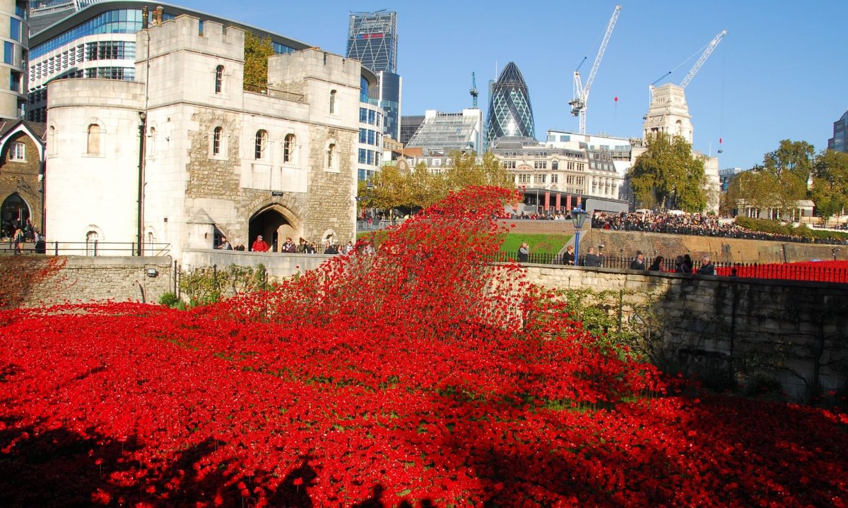 Installation of poppies at the tower of London