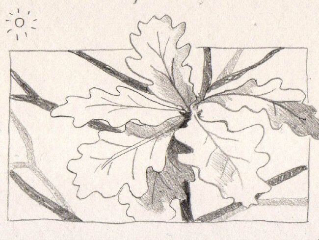 A pencil sketch of an oak branch