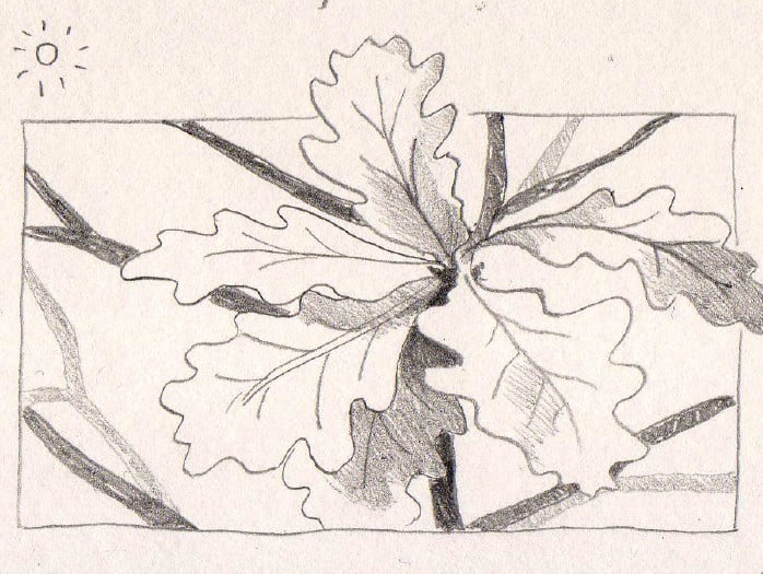 A pencil sketch of an oak branch